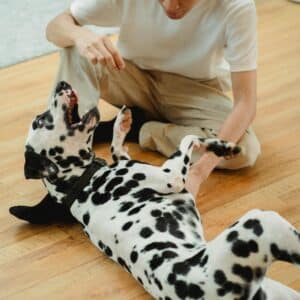 Komunikace a emoční signály psů