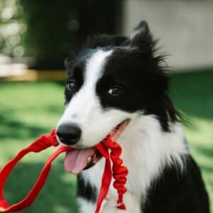 Nácvik manipulace (obojková hra)